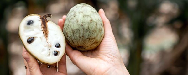 The cherimoya fruit